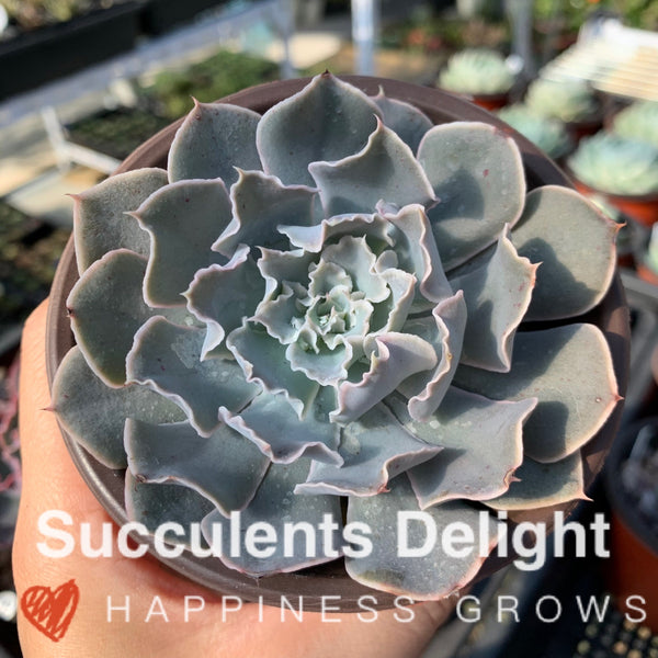 Echeveria Rippling Water 涟漪