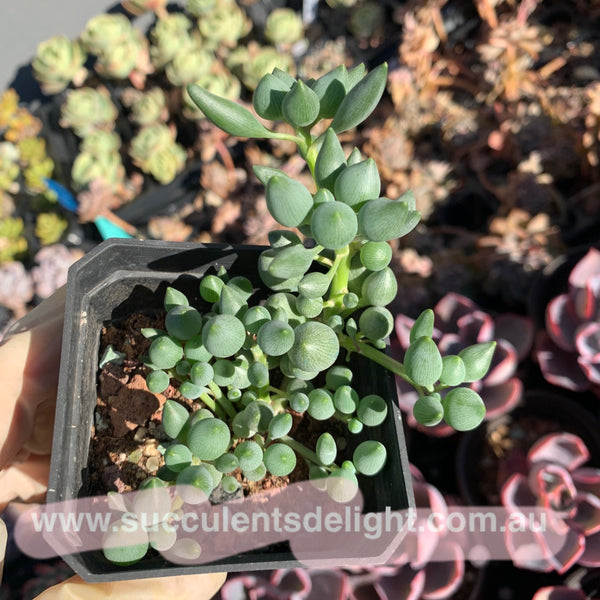Senecio Citriformis 锦上珠