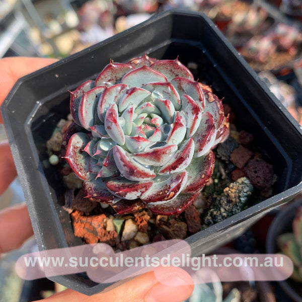 Echeveria Blue Minima 蓝姬莲