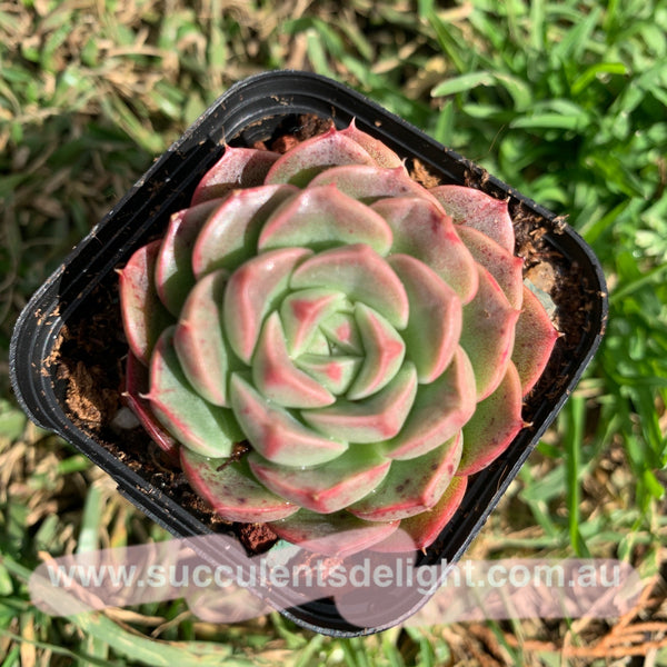 Echeveria Emerald Jade 翡翠玉