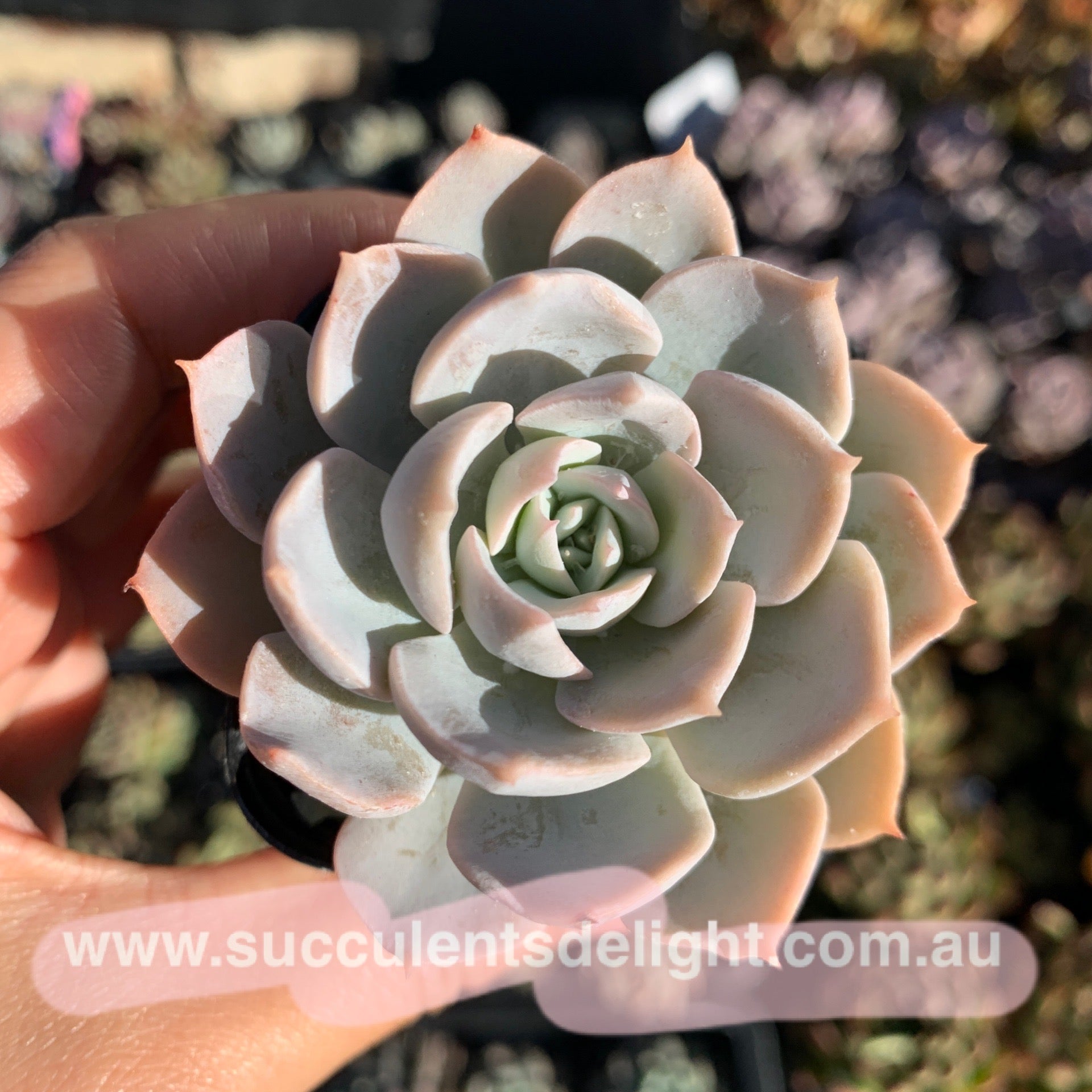 Echeveria peacockii subsessilis 皮氏蓝石莲