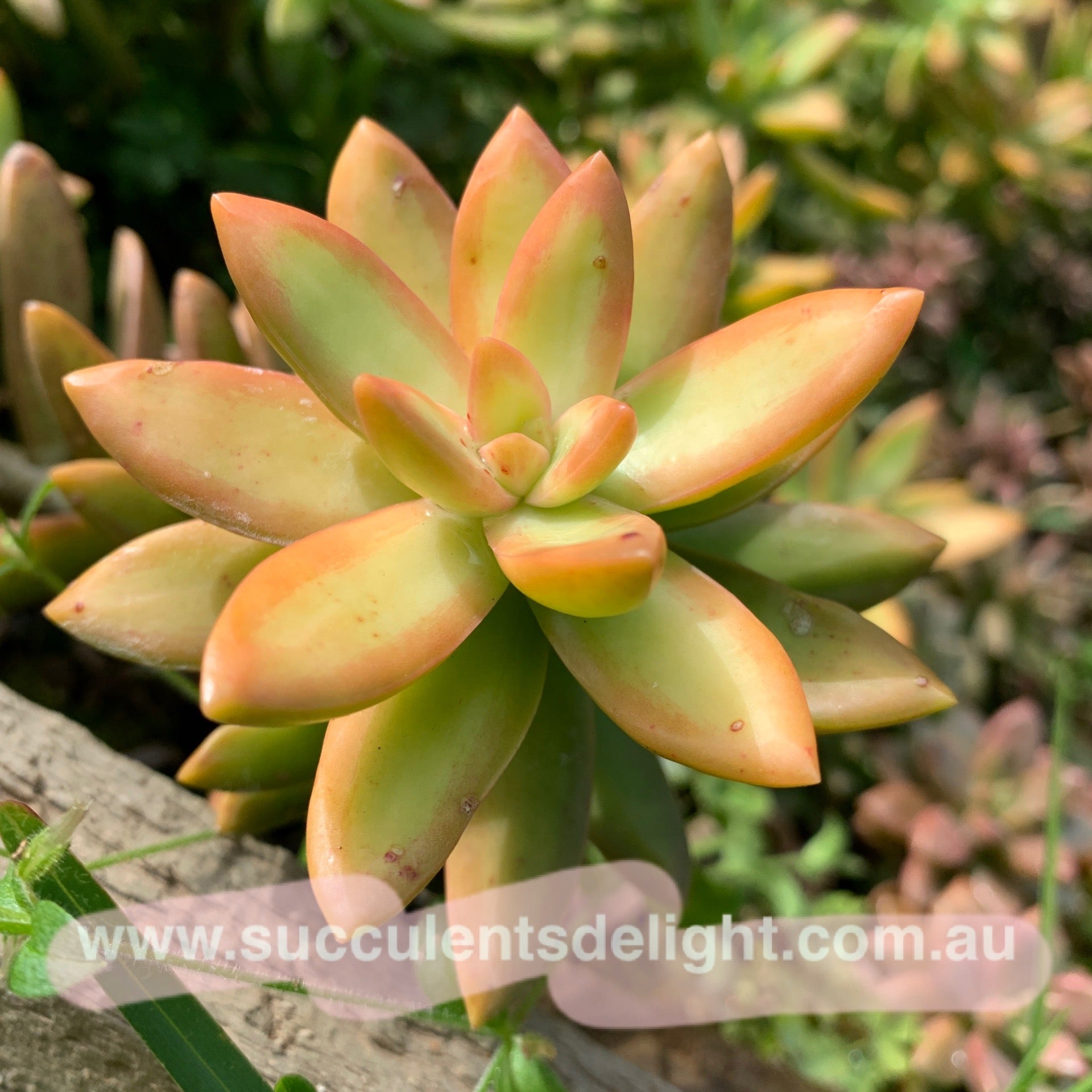 3x cuttings Sedum nussbaumerianum aka Sedum adolph 铭月