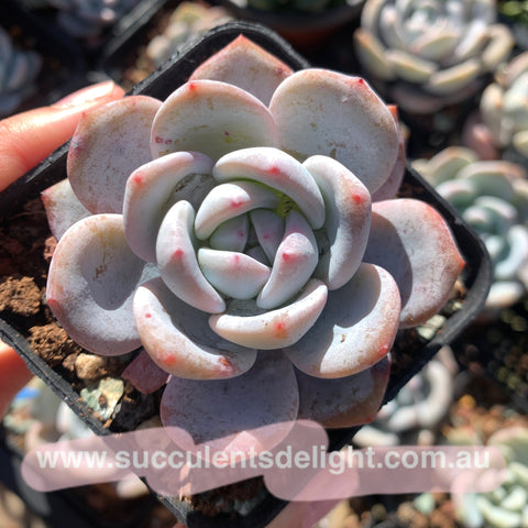 Echeveria Monroe x Lauii 梦雪