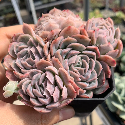 Echeveria Elegans Athena 月影雅典娜