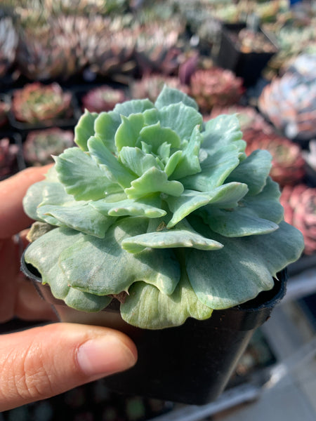 Echeveria Cook's Pride 库克船长的荣耀