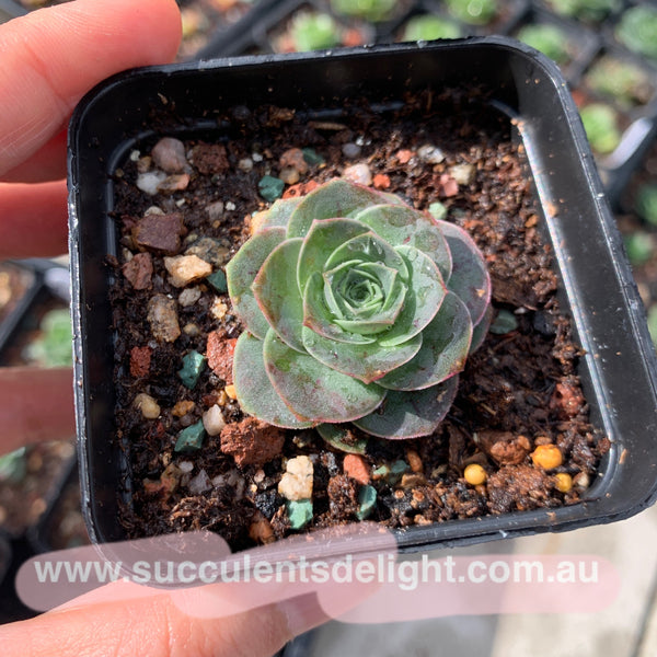 Aeonium Aureum ex El Hierro aka Pink Mountain Rose 耶罗山地玫瑰