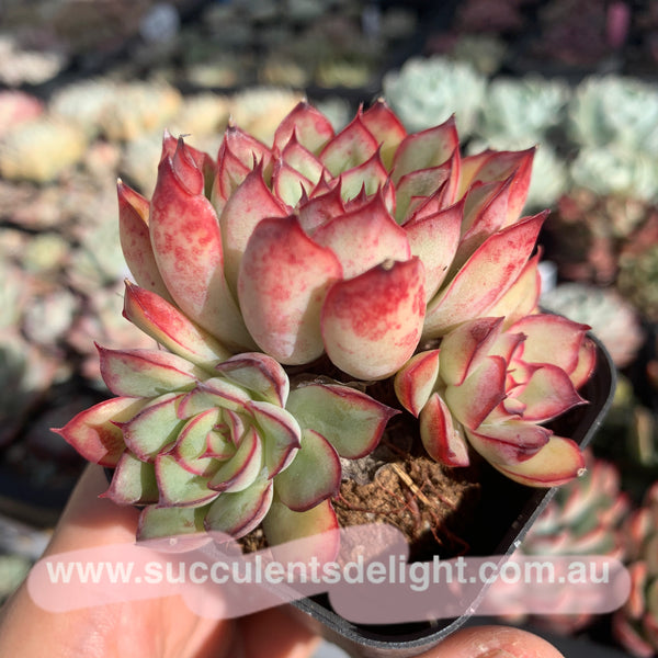 Echeveria Beniothine 莫兰