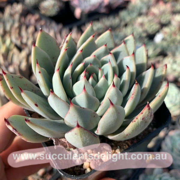 Echeveria Peter Pan 小飞侠 Succulents Delight  New Hybrid