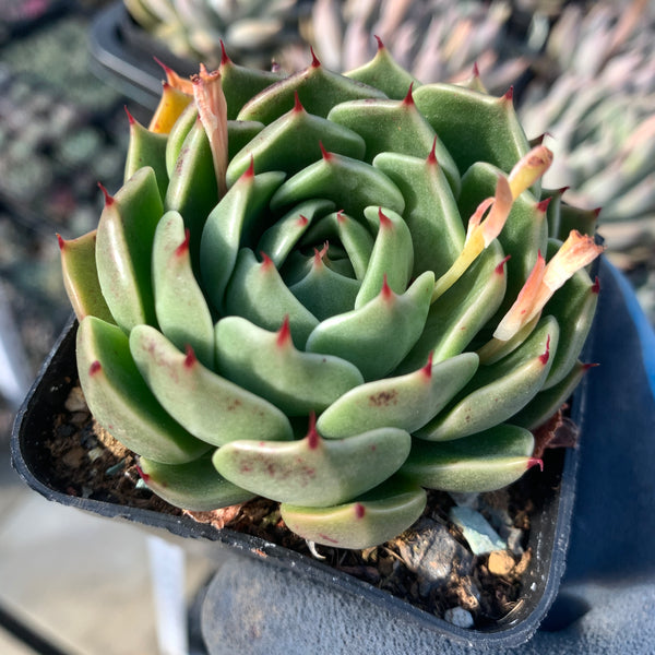 Echeveria Green Gravity 绿色引力 - Succulents Delight 2022 New Hybrid