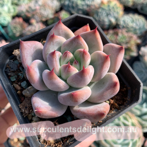 Echeveria Katelyn 凯特琳