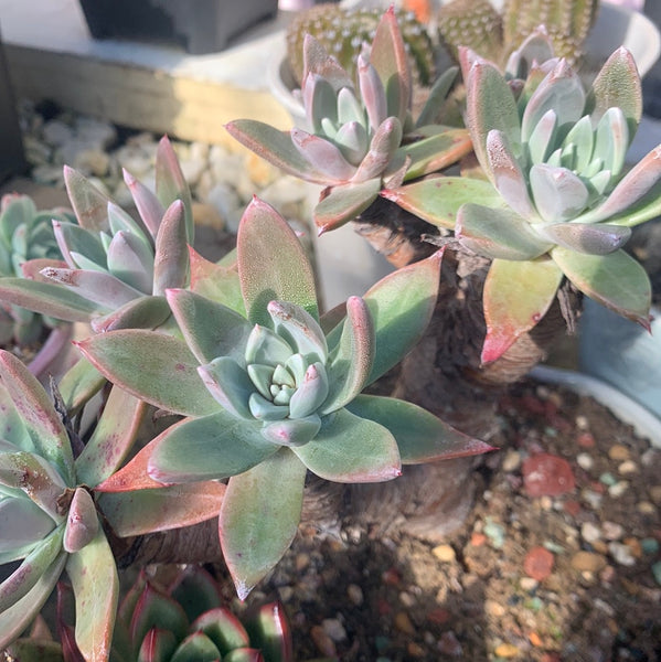 Dudleya farinosa 仙女杯御剑