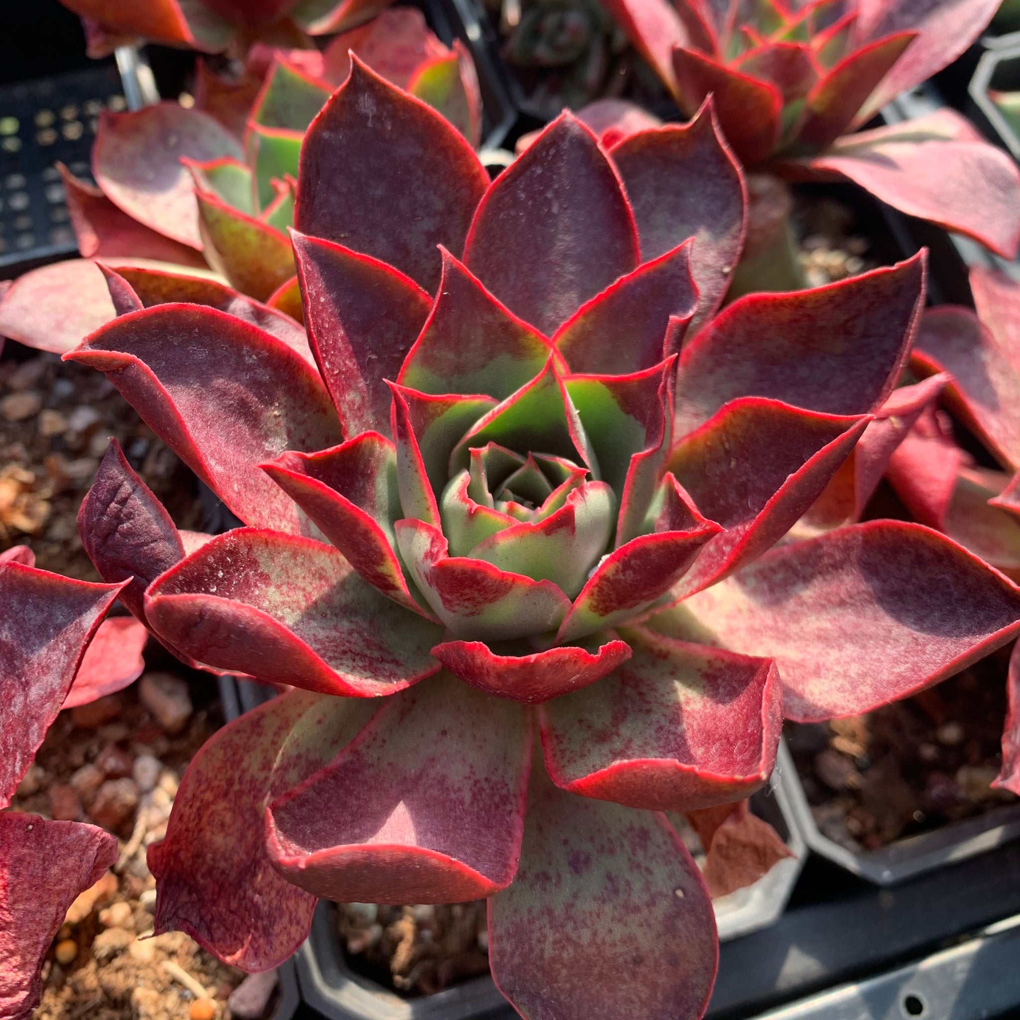 red flame succulent Echeveria Red Flame 烈焰– Succulents Delight