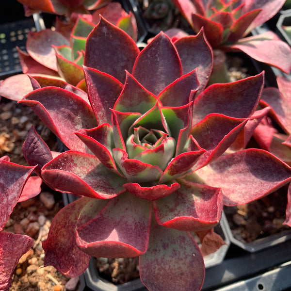 Echeveria Red Flame 烈焰