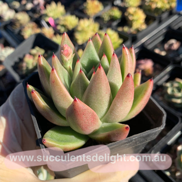 Echeveria Agavoides Miranda 米兰达东云