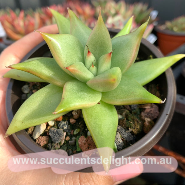 Echeveria Agavoides White Wax 白蜡东云