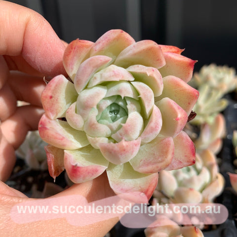 Echeveria Simulans Ascension Hybrid (Thick Leaf) 厚叶蓝丝绒 (杂交）