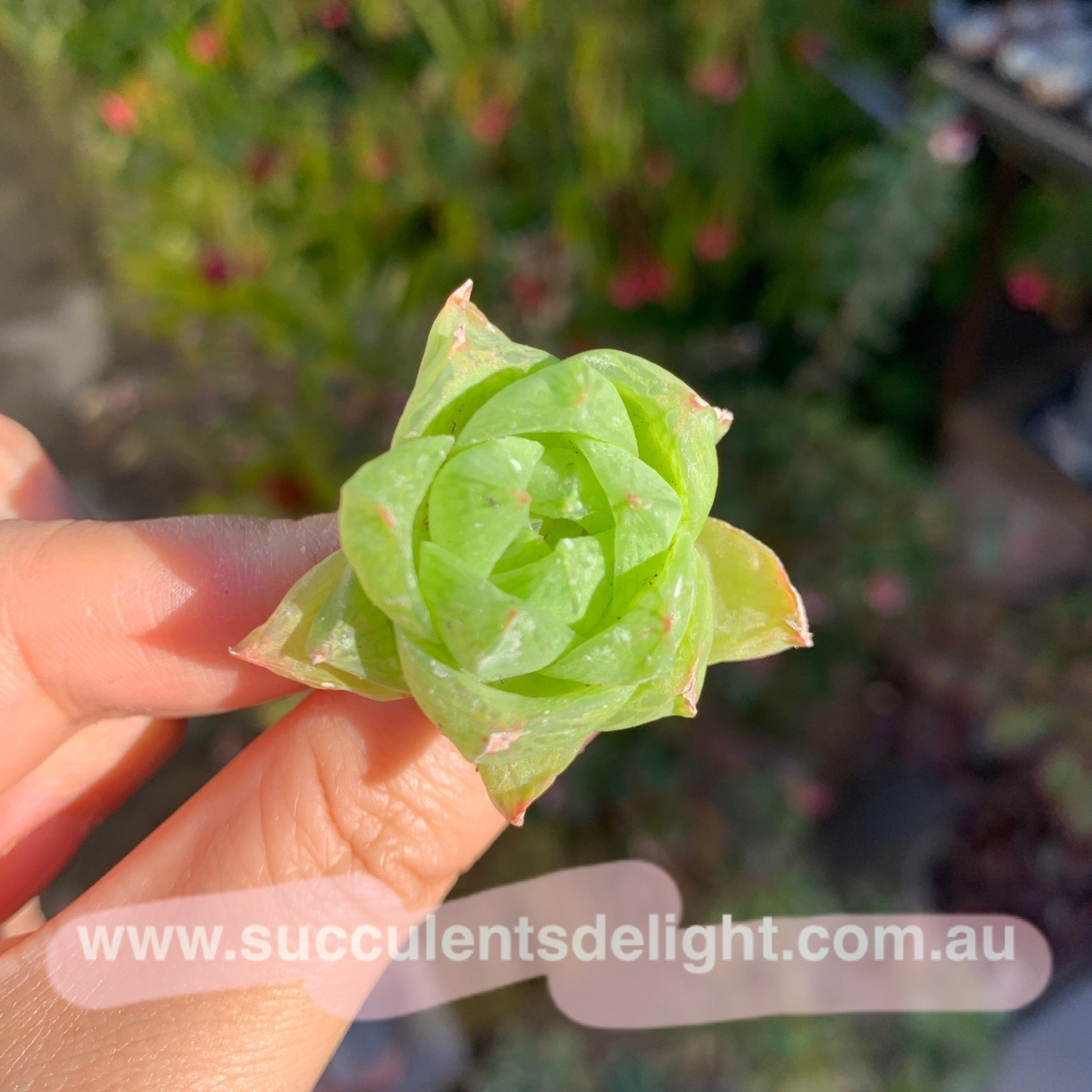 Haworthia cymbiformis var obtusa 草玉露