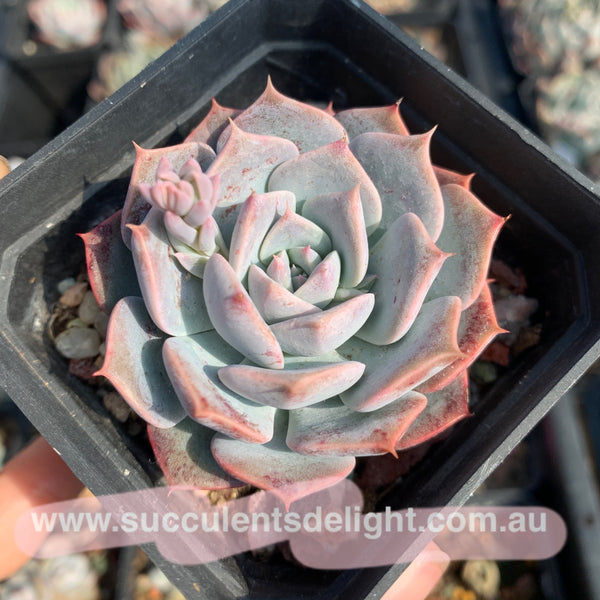 Echeveria Tornado 龙卷风