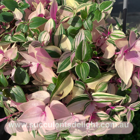 3x cuttings Tradescantia fluminensis tricolor 三色白花紫露草