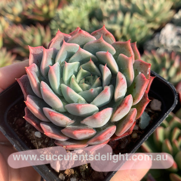 Echeveria Tornado 龙卷风