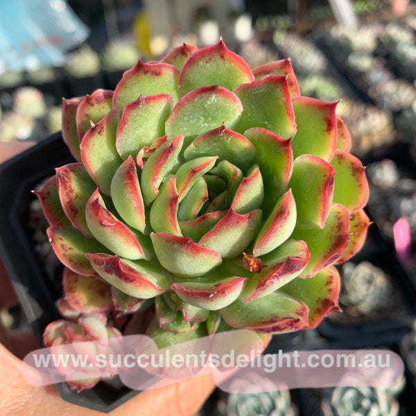 Echeveria Lingzhi 灵芝