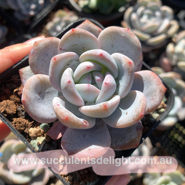 Echeveria Monroe x Lauii 梦雪