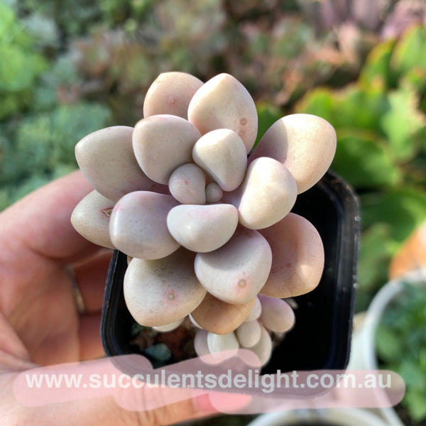 Graptopetalum Ellen 艾伦