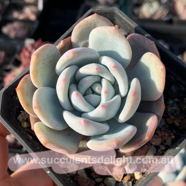 Echeveria Monroe x Lauii 梦雪