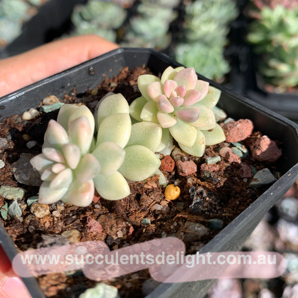 Graptopetalum mirinae variegata 姬秋丽锦