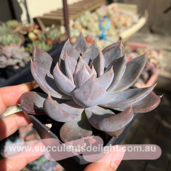 Echeveria Silver Queen 银后