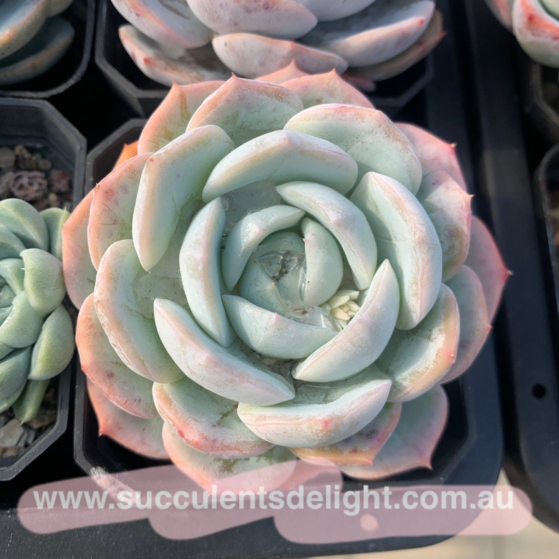 Echeveria Snow Dew 雪露