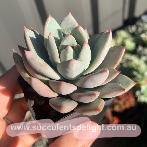 Echeveria Yeomiwol 女美月