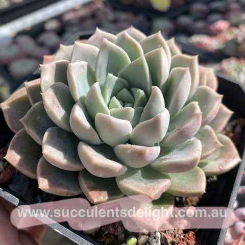 Pachyveria Ocean Beauty 海美人 Succulents Delight New Hybrid