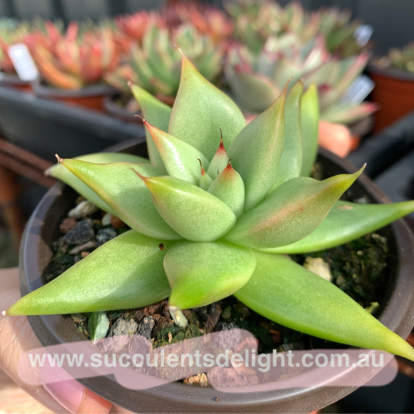 Echeveria Agavoides White Wax 白蜡东云