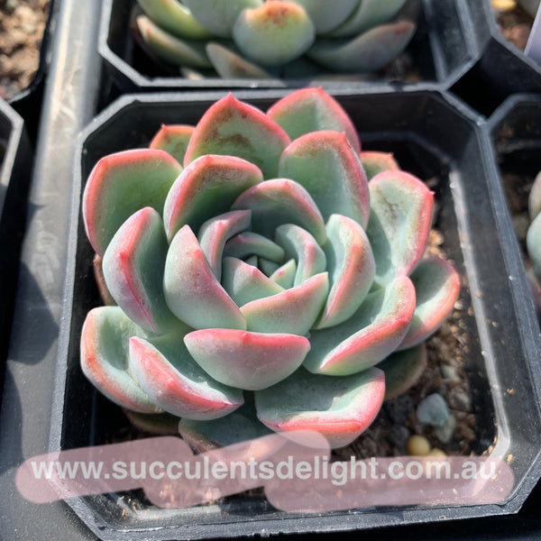 Echeveria Pink Dream 粉梦