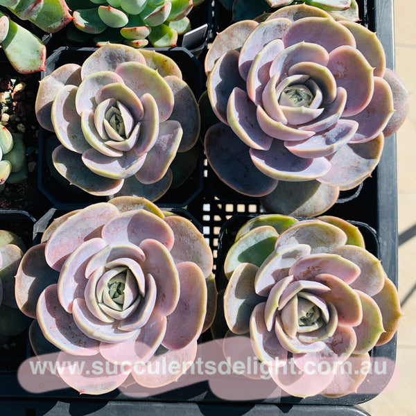 Echeveria Blue Surprise 蓝色惊喜