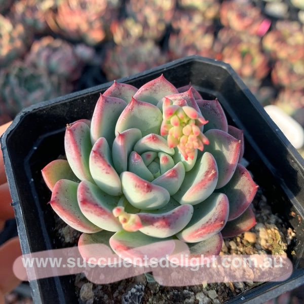 Echeveria Chantelle 粉仙黛