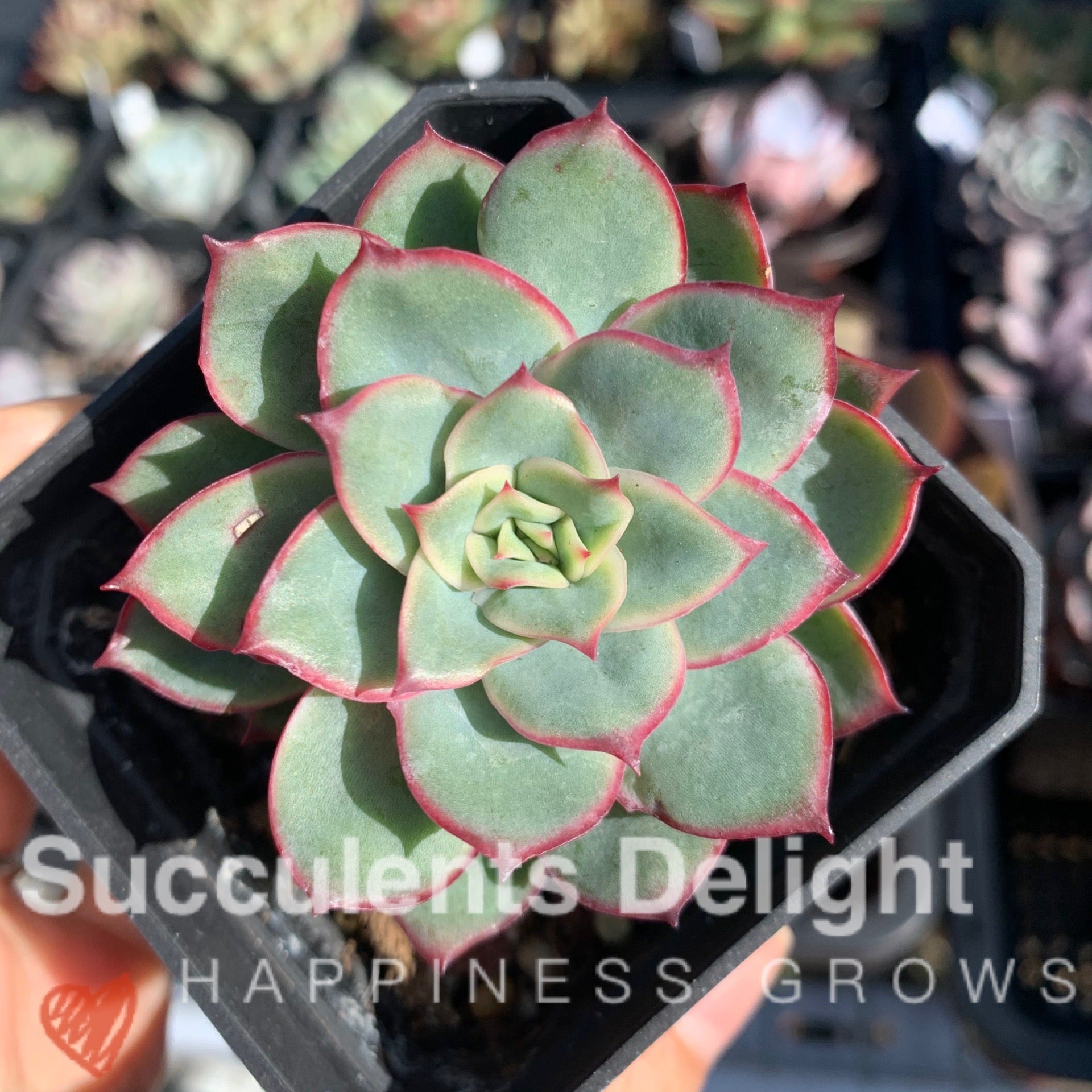 Echeveria Moon Gad Vanish 月光月亮女神