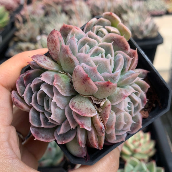 Echeveria Elegans Athena 月影雅典娜