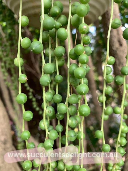 3x cuttings Senecio Rowleyanus String of Pearls' 佛珠 砍头