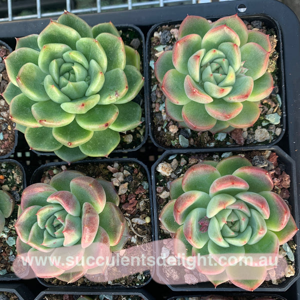 Echeveria Emerald Crystal 玉水晶