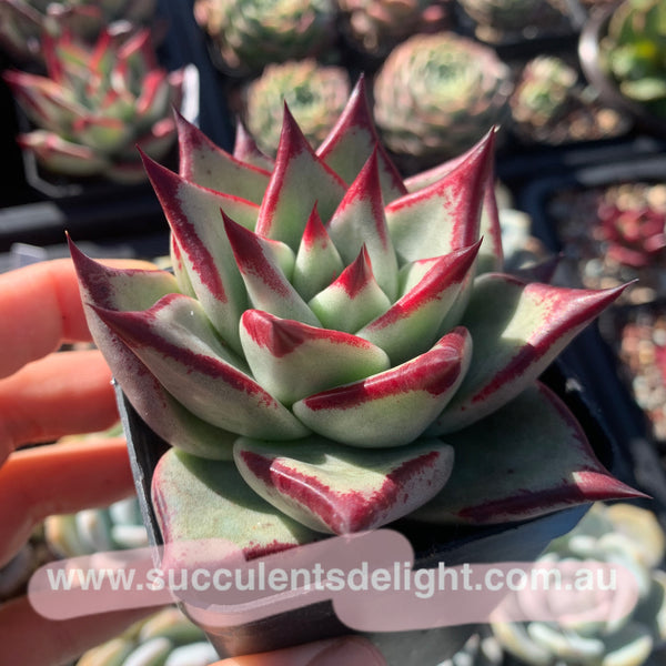 Echeveria Agavoides Joyful Contenance 欢颜