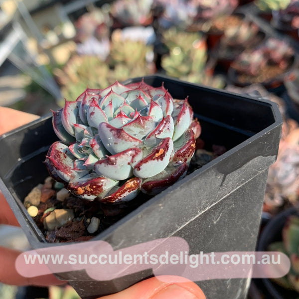 Echeveria Blue Minima 蓝姬莲