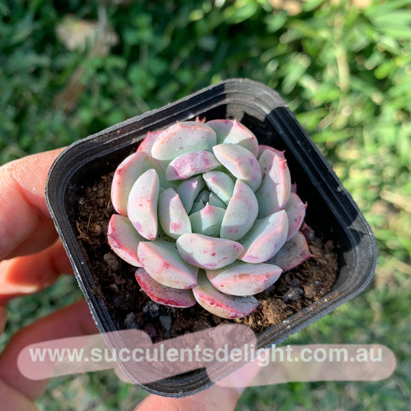 Echeveria Sweet Potato 紫薯（容易出血斑）