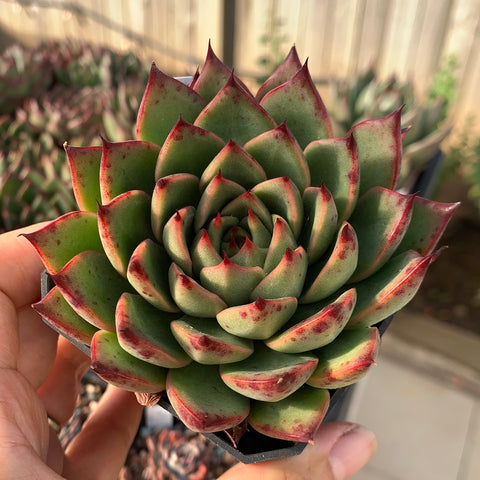 Echeveria Agavoides Ebony cupsidata 乌爪