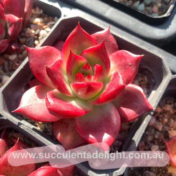 Echeveria Roca 罗卡