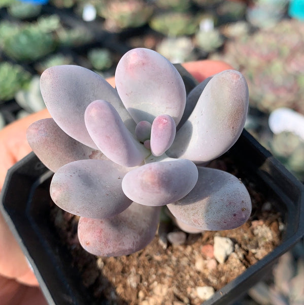 Pachyphytum cv. MOMOBIJIN 桃美人