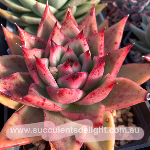 Echeveria Agavoides Gaya 东云Gaya