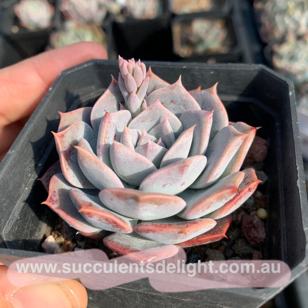 Echeveria Tornado 龙卷风