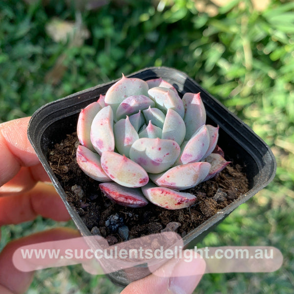 Echeveria Sweet Potato 紫薯（容易出血斑）